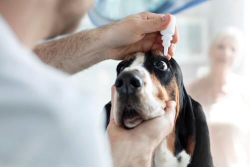 Úlceras corneales en perros: consejos y tratamientos