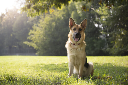 Deutsche Schäferhunde - ein heller Schäferhund auf einer Wiese