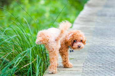 Proteinuria en perros: ¿qué es?