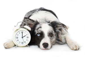¿Son los perros capaces de oler el tiempo?