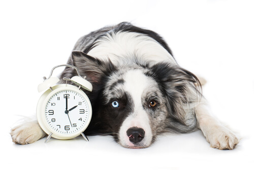 ¿Son los perros capaces de oler el tiempo?