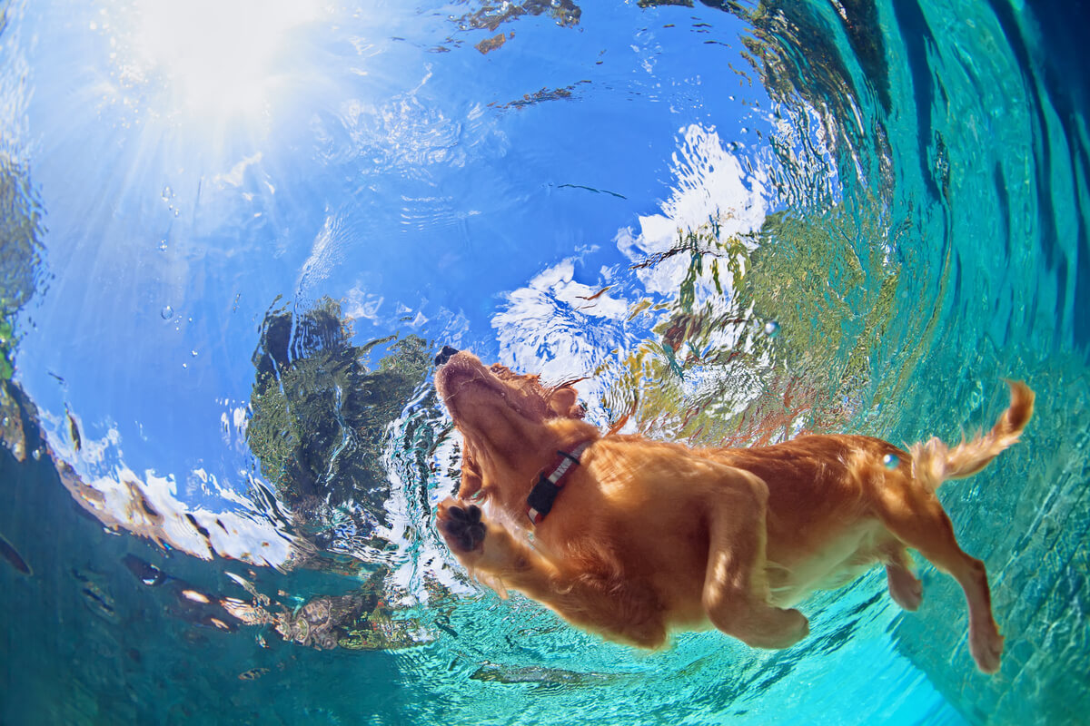 Nadar con perros puede ser una actividad muy desafiante.
