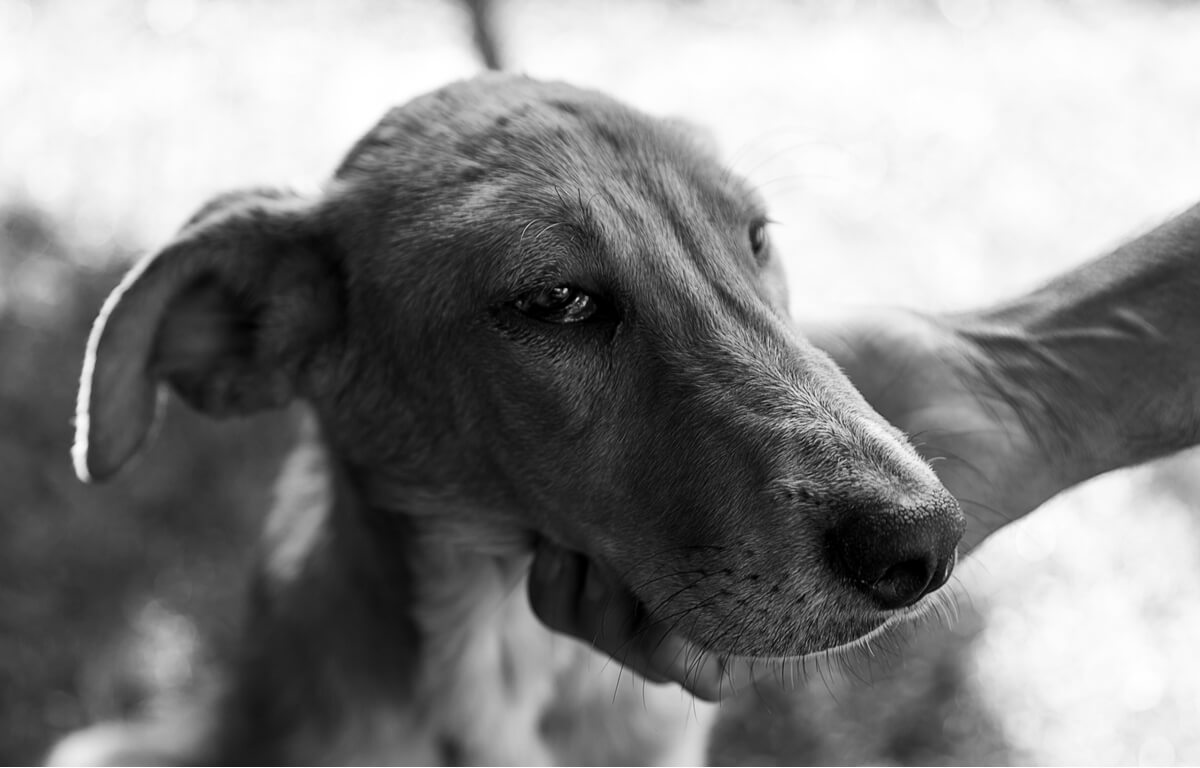 A sad dog in black and white.
