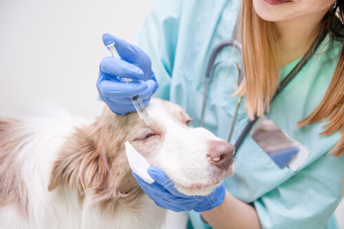 Un perro siendo atendido por una veterinaria.