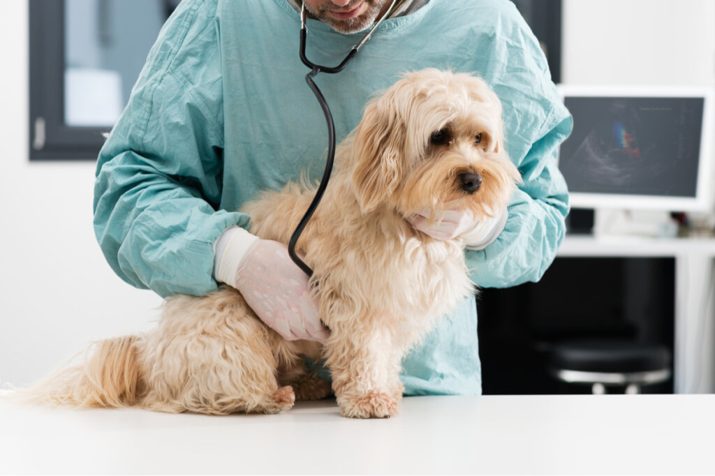 Anquilostomas en perros: síntomas y tratamiento