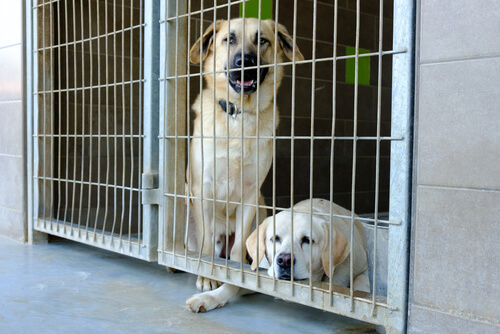 Dos perros tristes en una jaula.