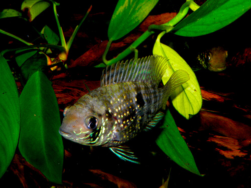 Pez ácara azul en acuario.
