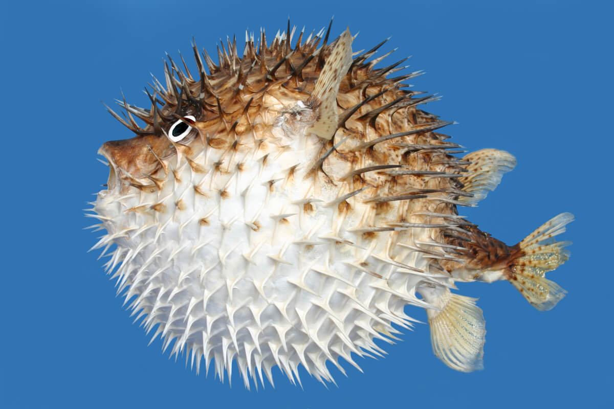 The puffer fish is part of the tetraodontids.