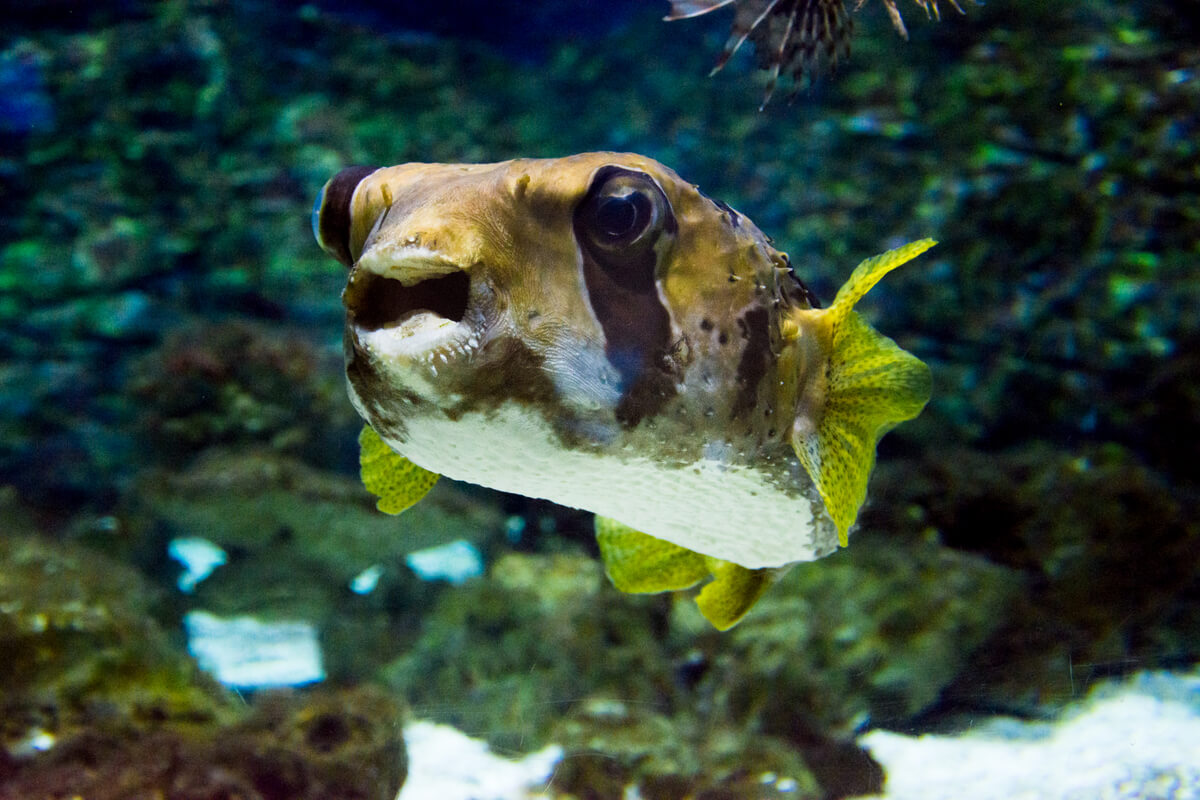 Un pez globo marino.