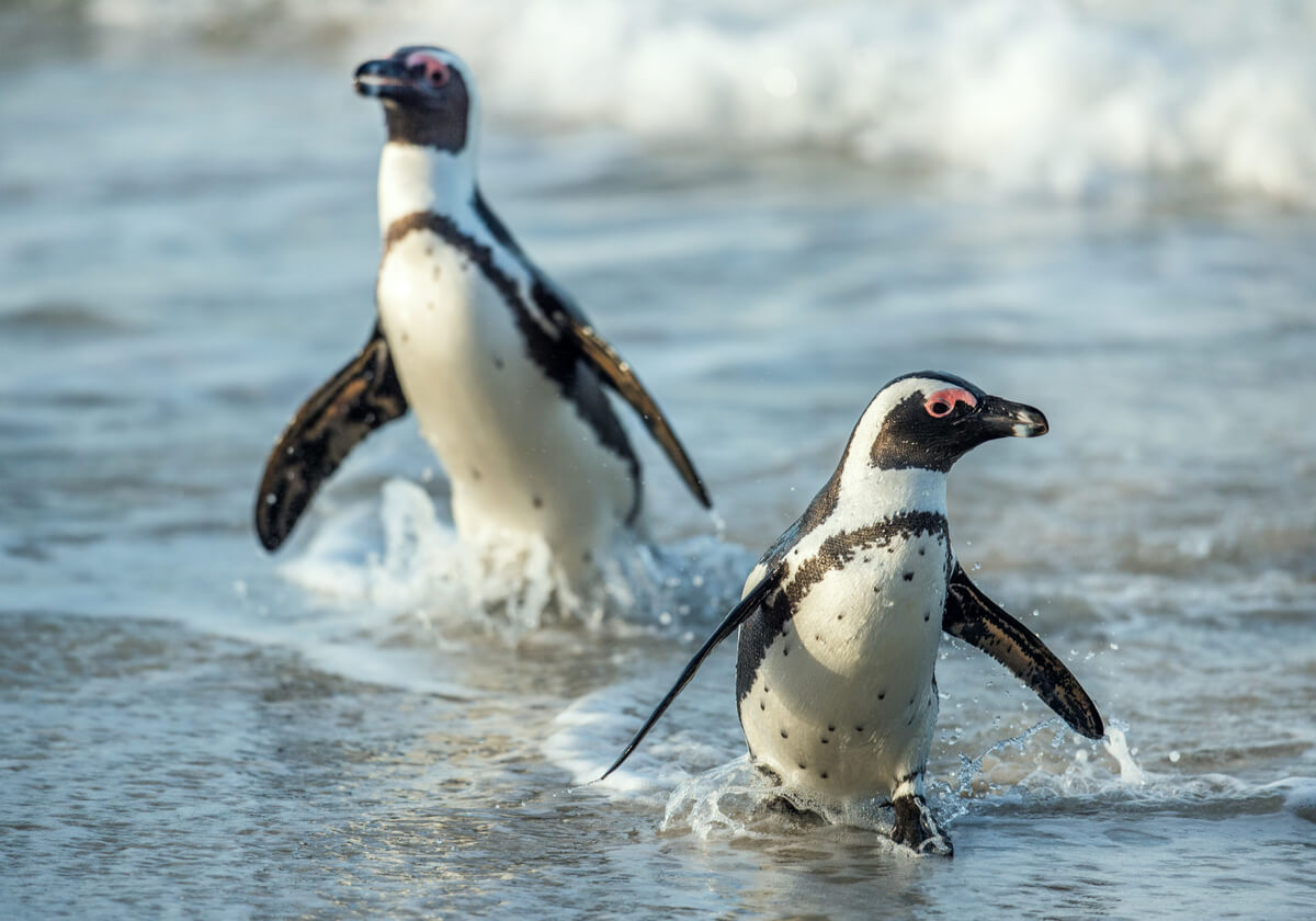 Los pinguinos Los pingüinos africanos son simpáticos.
