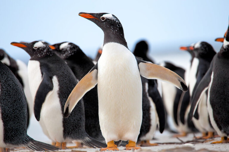 Comportamiento de los pingüinos