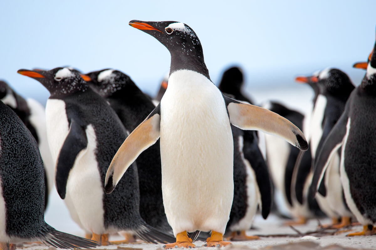 Comportamiento de los pingüinos