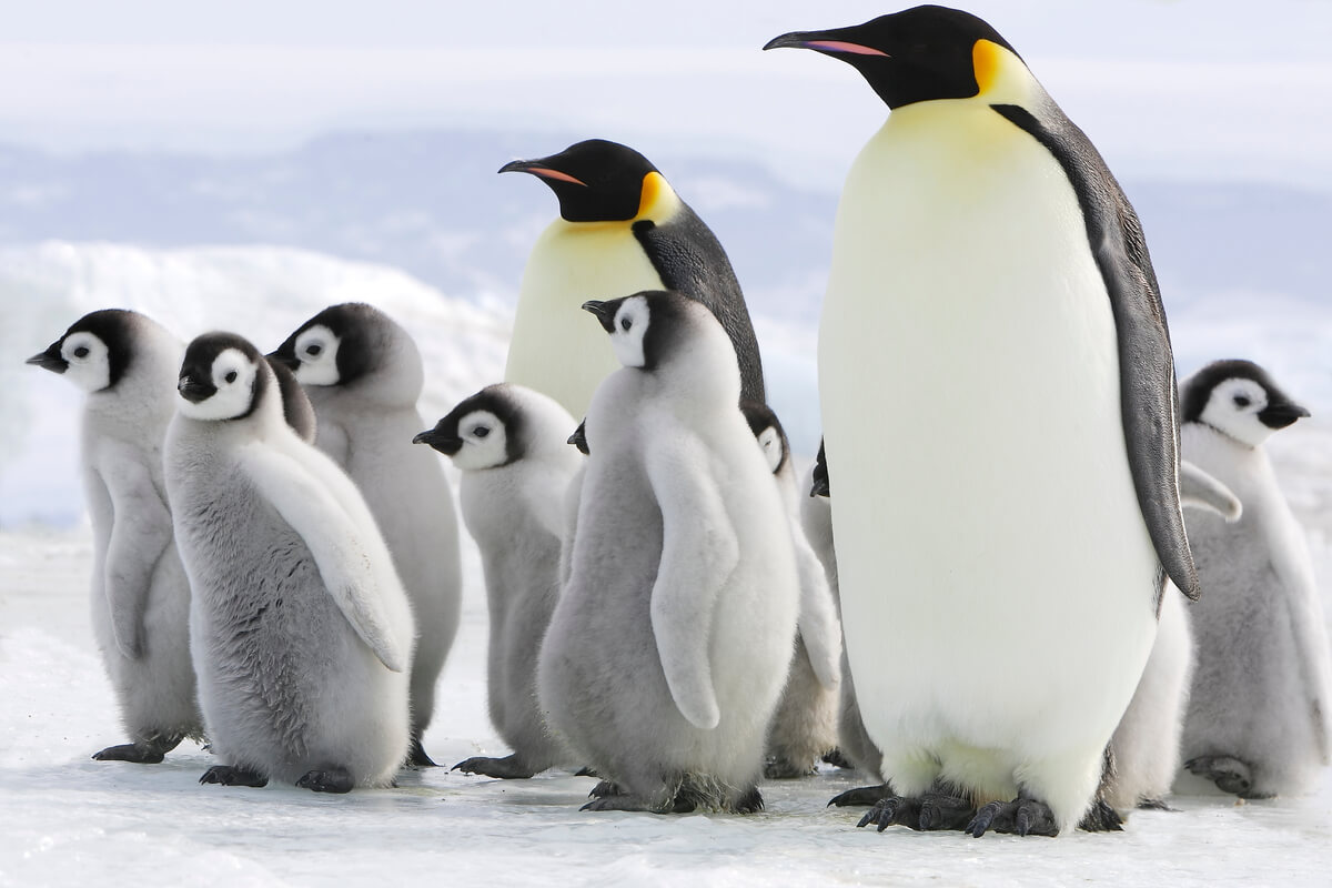 Some penguins.