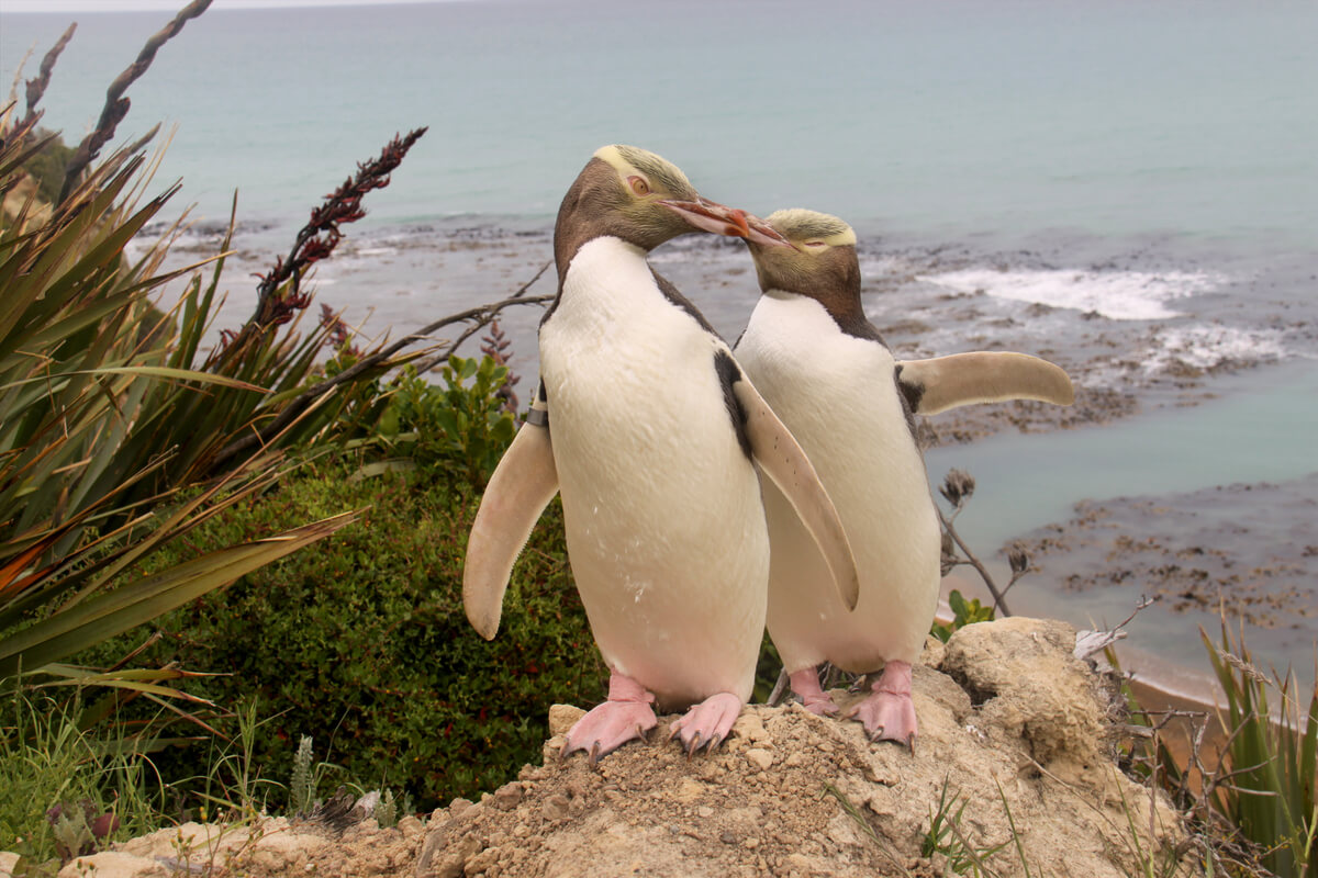 Los pingüinos de ojos amarillos son bellos.