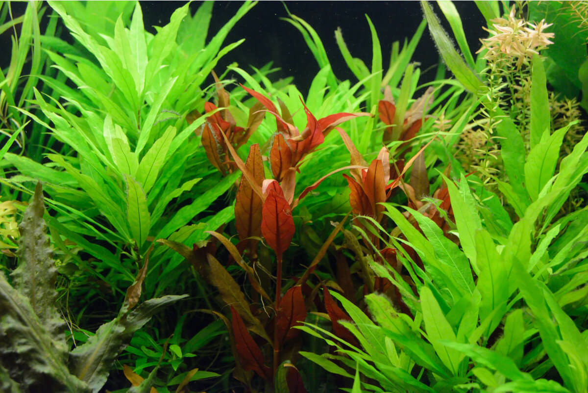 Las plantas de acuario son esenciales.