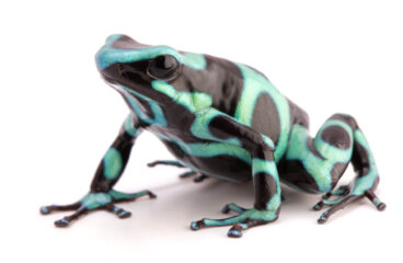 Dendrobates: cría y cuidados en cautividad