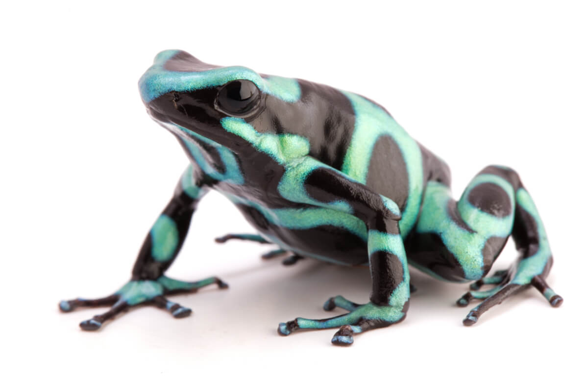 Una rana dendrobates azul.