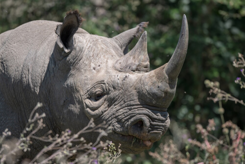 El rinoceronte negro occidental: una subespecie extinta