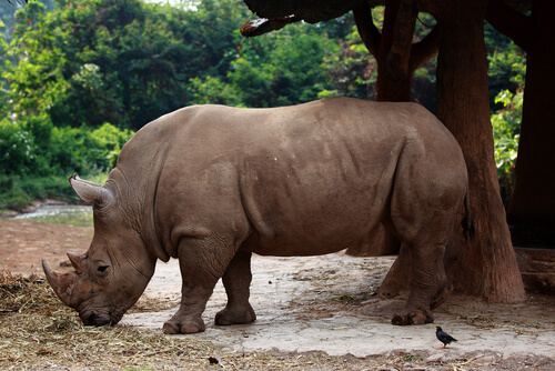 Rinoceronte negro en su hábitat natural.
