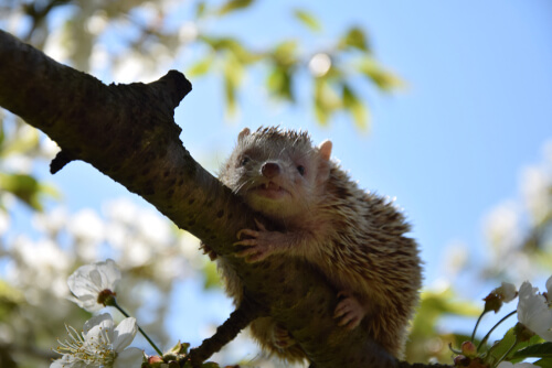 Un tenrec salvaje.