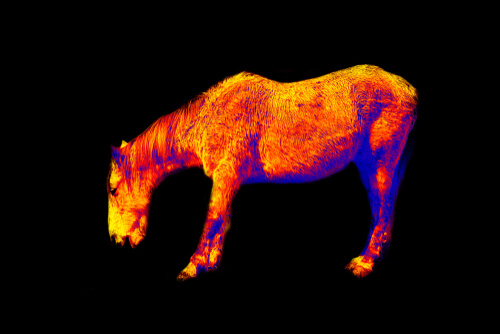 Termografía de caballo