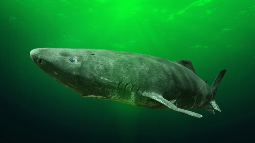 El tiburón de Groenlandia: el más longevo del mundo