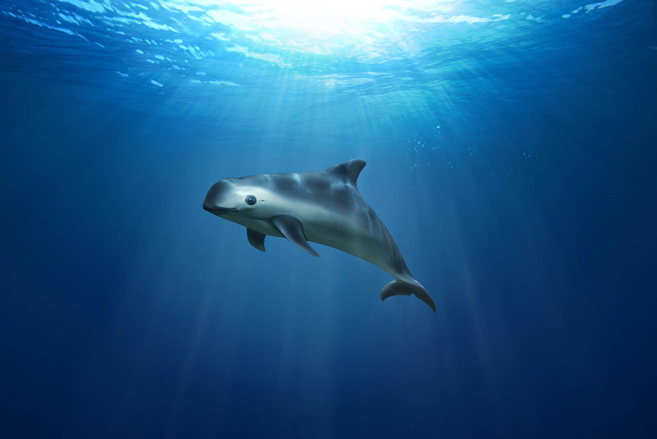 La vaquita marina: al filo de la extinción
