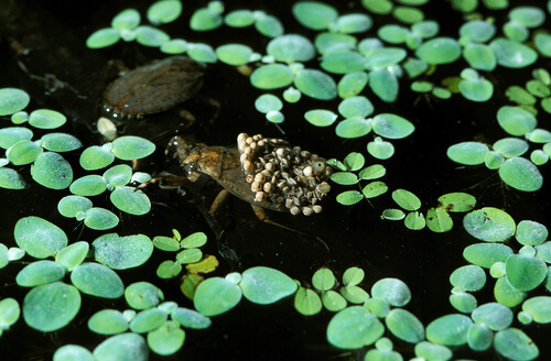 Chinche de agua cargando huevos.