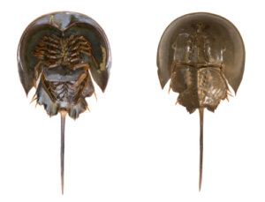 Los xifosuros: un animal del pasado