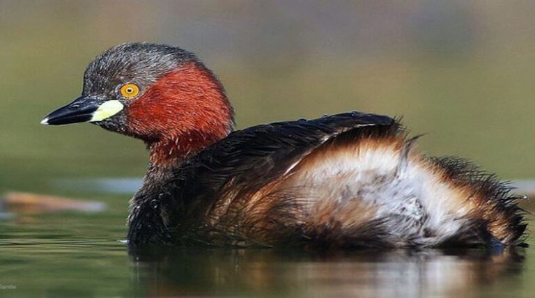 El zampullín del Alaotra