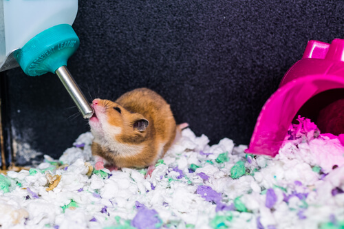 Hamster bebe agua en su jaula.