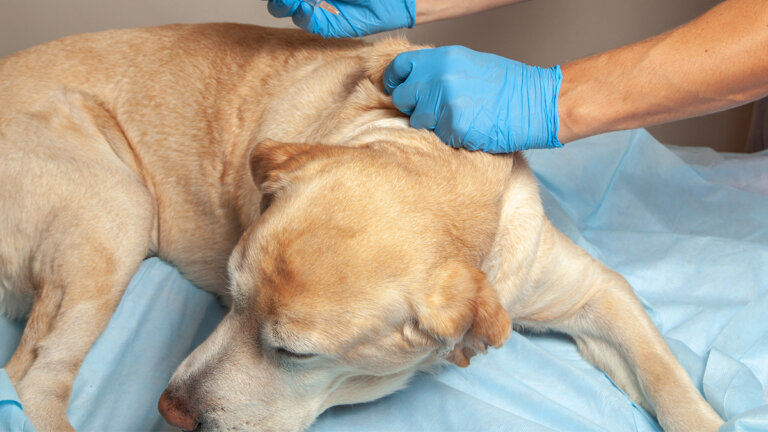 Pancreatitis en perros: prevención y tratamiento