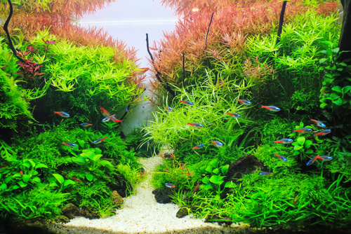 Un acuario plantado.