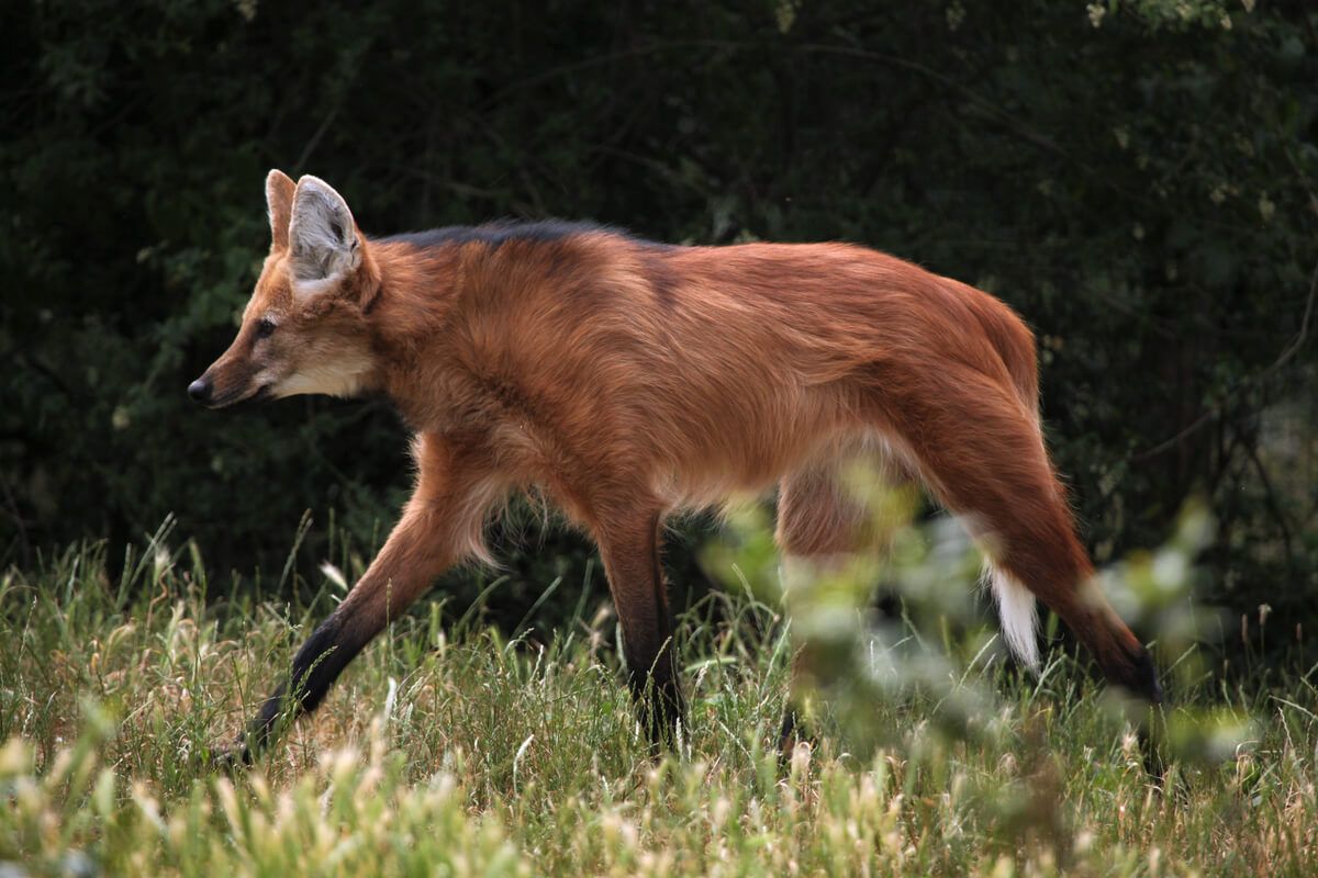 Un Aguará Axzú en el bosque.