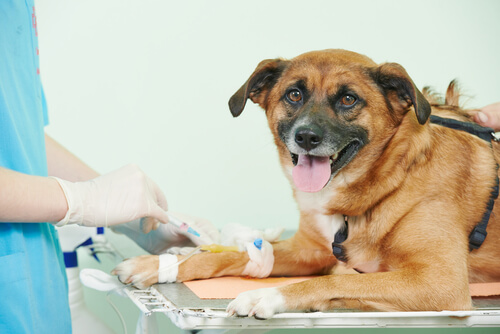 Análisis de sangre en perros: ¿cuándo es necesario?