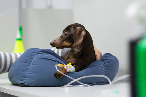 Anestesia en mascotas: ¿cuándo usarla?