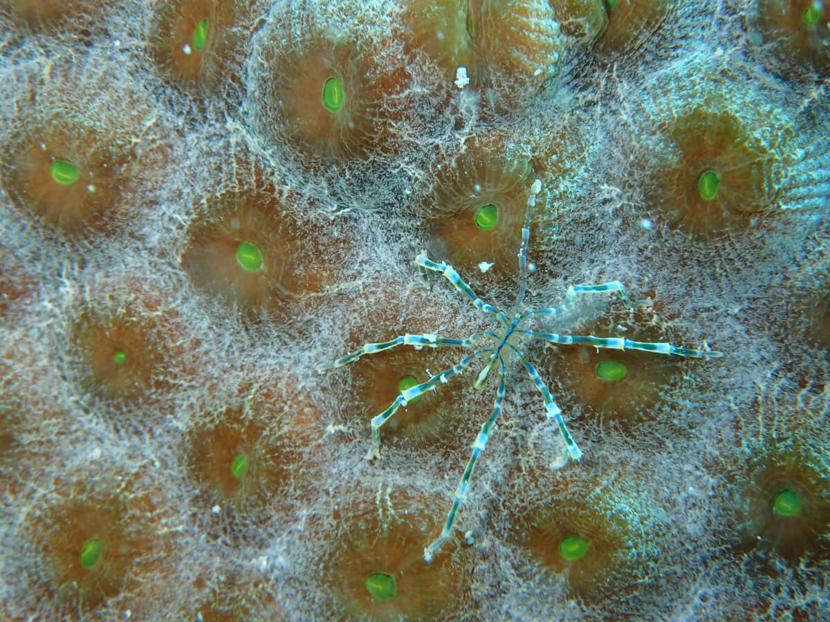 Algunas arañas de mar viven en los fondos marinos.