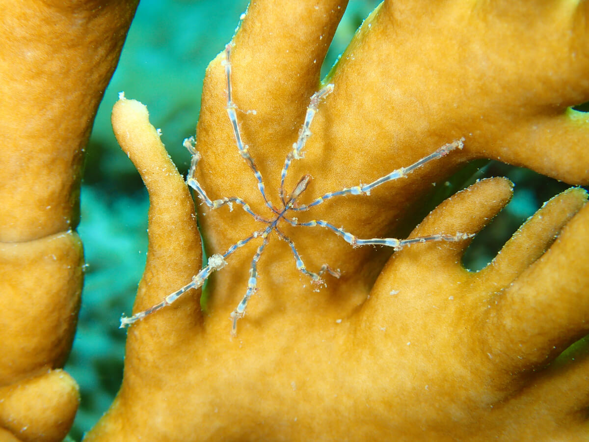 Una araña de mar caminando sobre el coral.