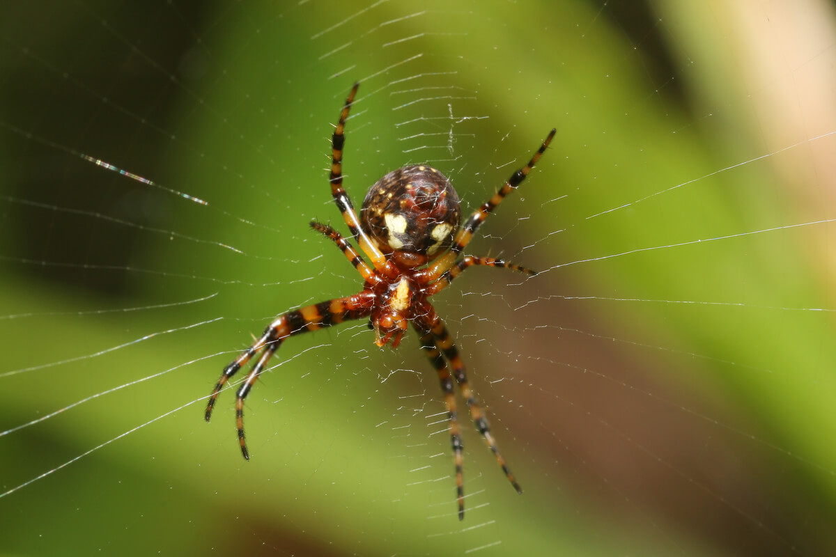 Una araña en su tela.