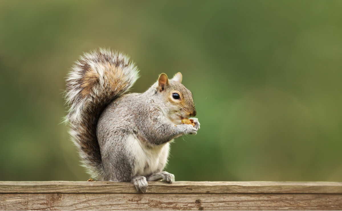 La ardilla gris es uno de los animales que ayudan a regenerar los bosques.