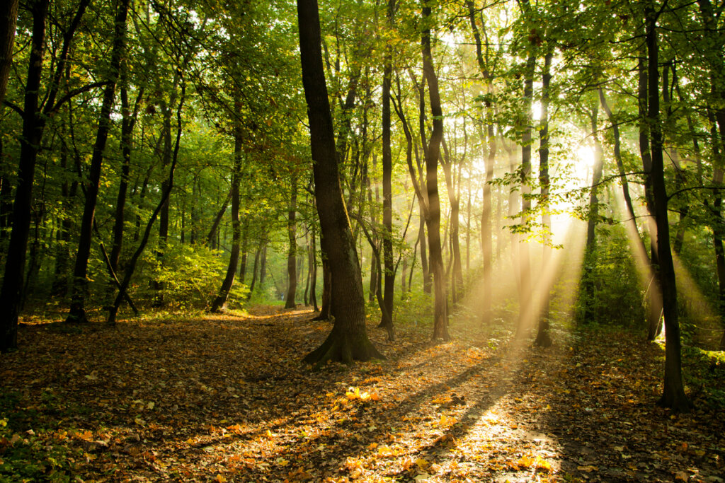 Un bosque con rayos de sol.