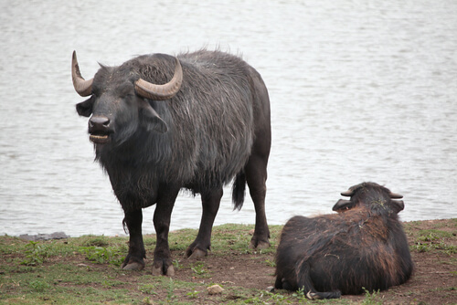 Dos búfalos de agua.