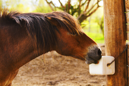 La sal es importante para la salud del caballo.