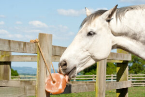 Beneficios de la sal para los caballos