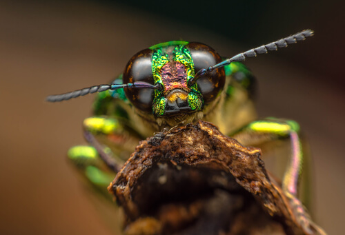 Cabeza de un insecto.