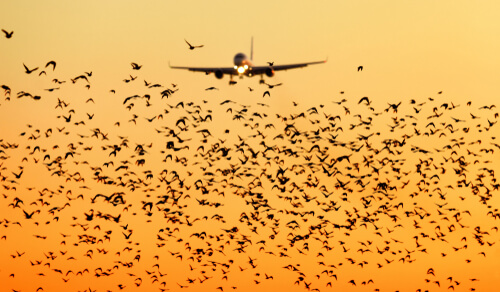 El uso de aves de caza en aeropuertos.