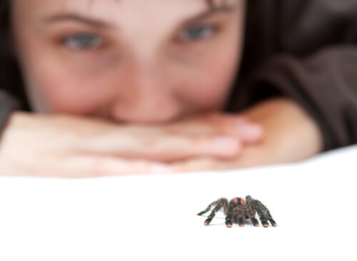 Combatir el miedo a las arañas es difícil pero posible.