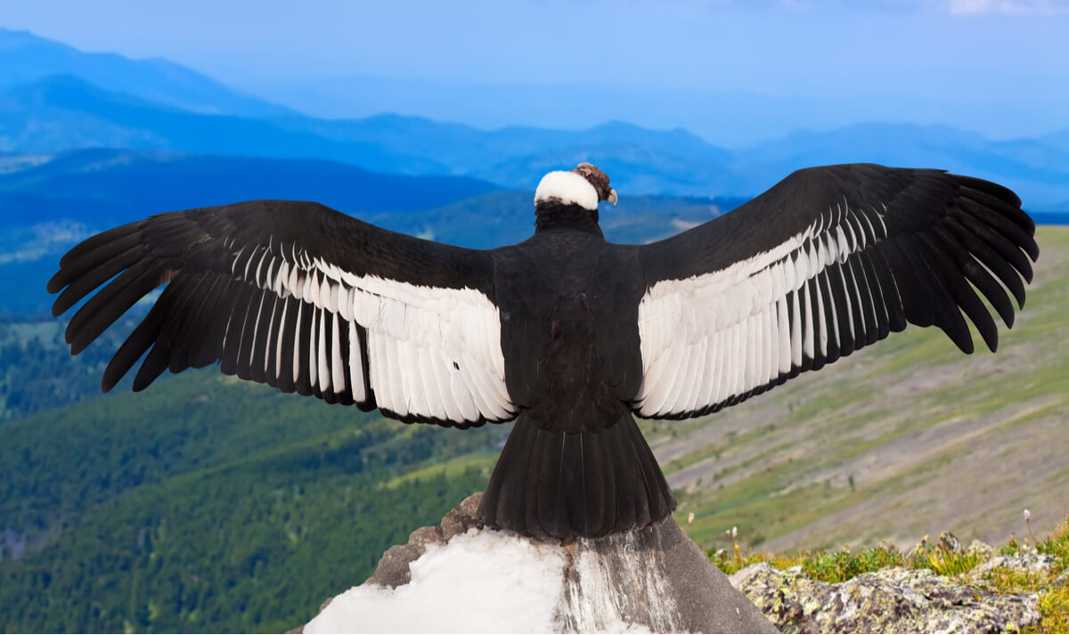 Un cóndor andino con las alas desplegadas.