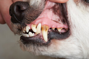 ¿Por qué mi perro tiene las encías blancas?