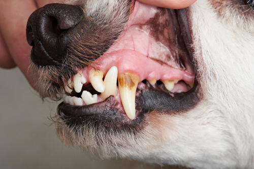 Cure dentistiche per cani anziani.